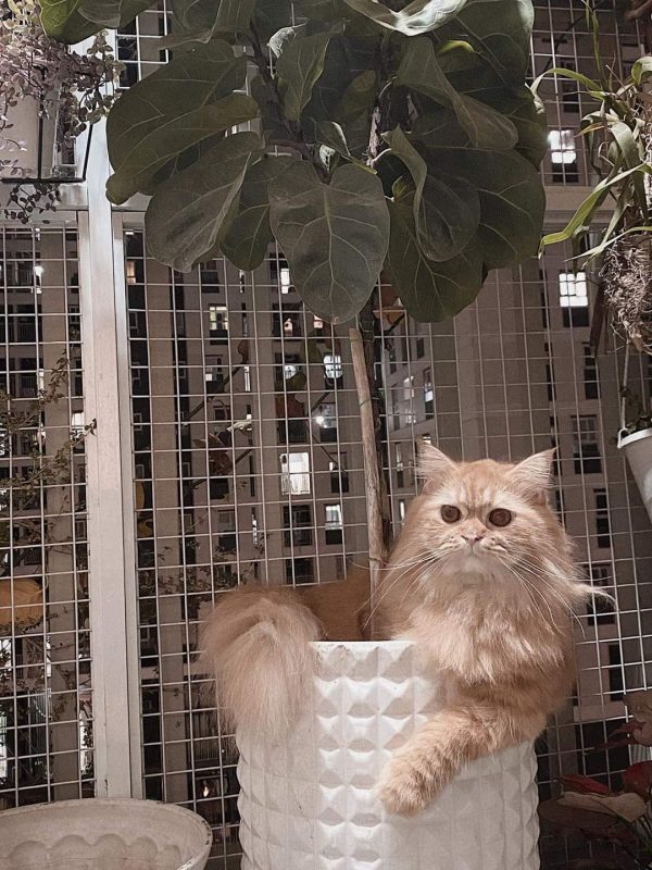 Lưới Chống Mèo